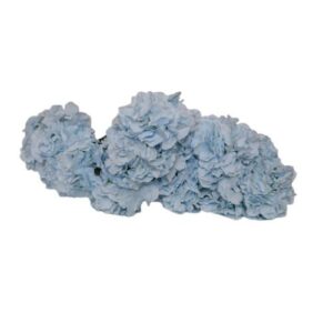 Babyblue Hydragen